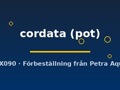 Houtuynia cordata pot