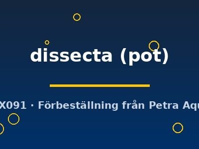 Hydrocotyle dissecta pot