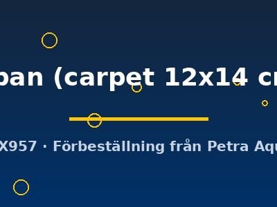 Hydrocotyle japan carpet12x14 cm
