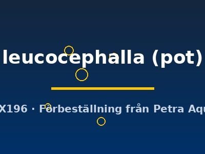 leucocephalla (pot)