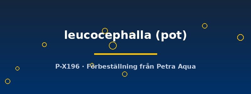 petra-ph2-182876 petra-ph2-182876