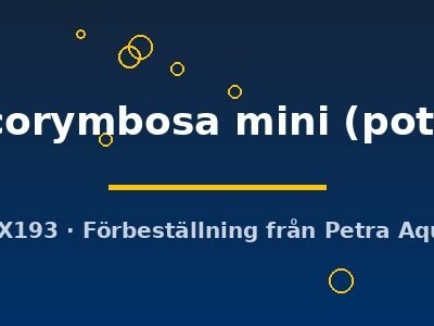 Hygrophila corymbosa mini pot
