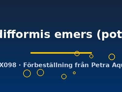 Hygrophila difformis emers pot