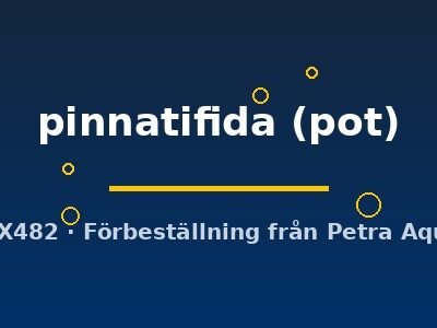 Hygrophila pinnatifida pot