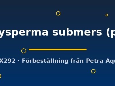 Hygrophila polysperma submers pot