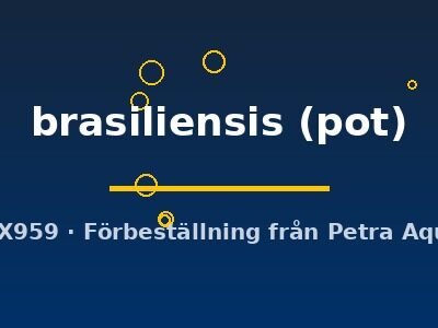 Lilaeopsis brasiliensis pot