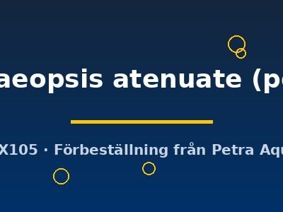 Lilaeopsis atenuate (pot)