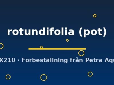 rotundifolia (pot)