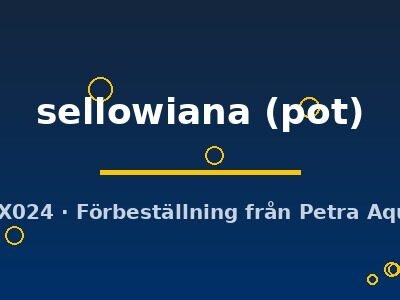 sellowiana (pot)