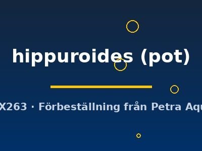 hippuroides (pot)