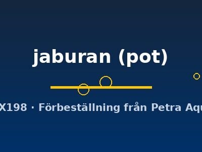 jaburan (pot)