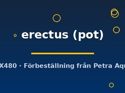 Pogostemon erectus pot