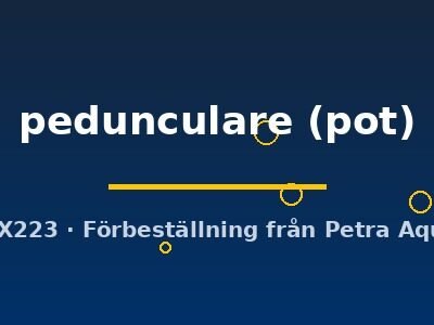 pedunculare (pot)