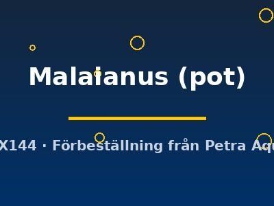 Potamogeton Malaianus pot