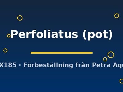 Perfoliatus (pot)