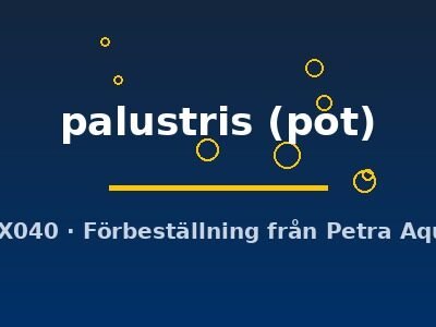palustris (pot)