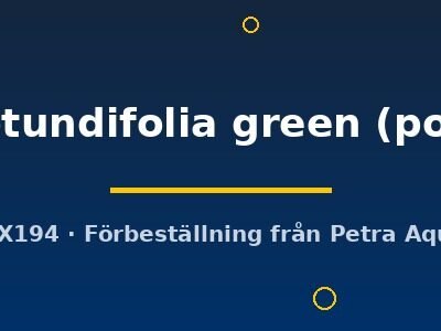 rotundifolia green (pot)