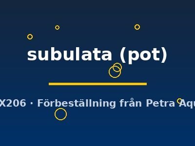 subulata (pot)