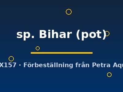 sp. Bihar (pot)