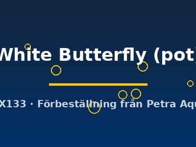 White Butterfly (pot)