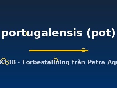 portugalensis (pot)