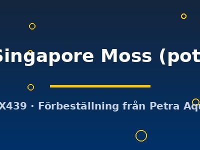 Singapore Moss (pot)