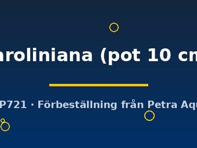 caroliniana (pot 10 cm)