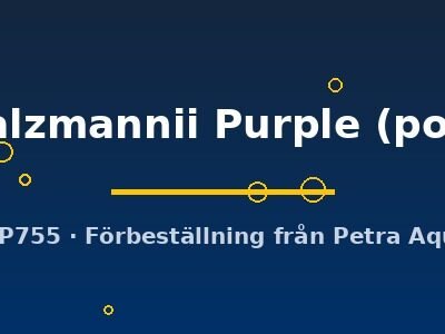 salzmannii Purple (pot)