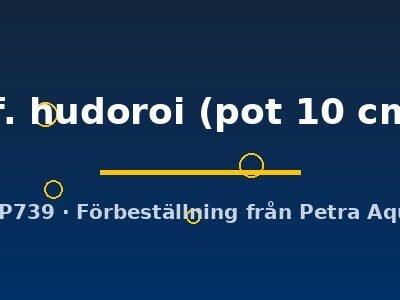 Cryptocoryne cf. hudoroi pot10 cm