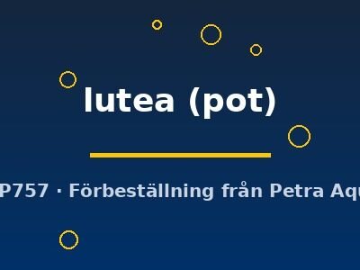 lutea (pot)