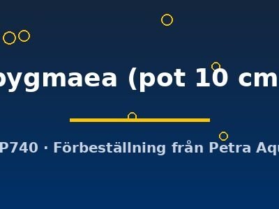 pygmaea (pot 10 cm)