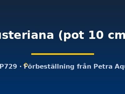 usteriana (pot 10 cm)