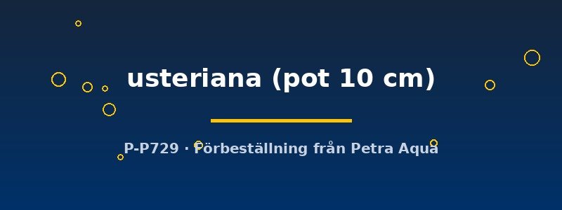 petra-ph2-183019 Cryptocoryne usteriana pot10 cm