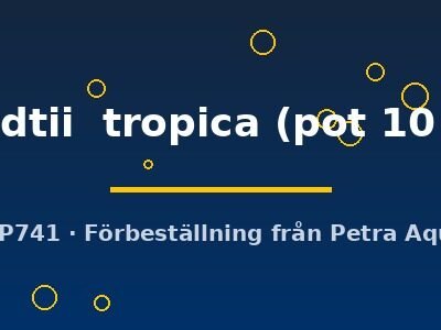 wendtii tropica (pot 10 cm)