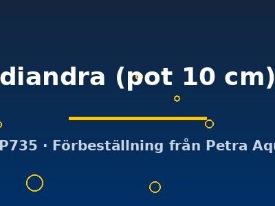 Didiplis diandra pot10 cm
