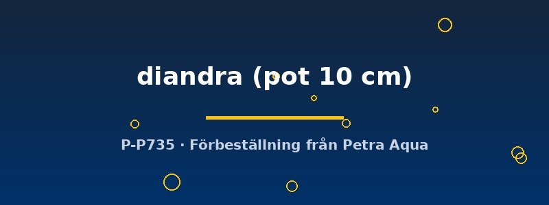 petra-ph2-183026 Didiplis diandra pot10 cm