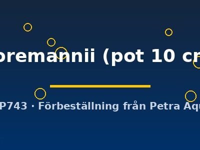 horemannii (pot 10 cm)