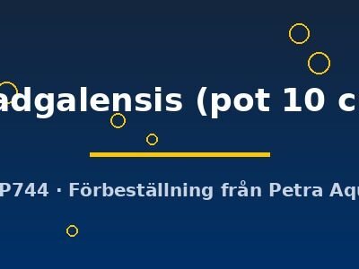 madgalensis (pot 10 cm)
