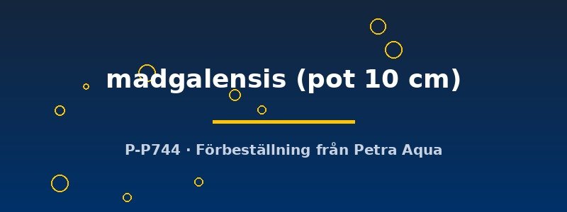 petra-ph2-183029 Echinodorus madgalensis pot10 cm