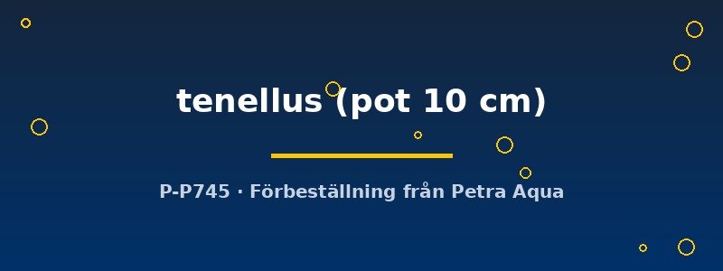petra-ph2-183030 Echinodorus tenellus pot10 cm