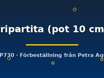 tripartita (pot 10 cm)