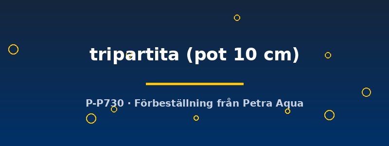 petra-ph2-183035 petra-ph2-183035