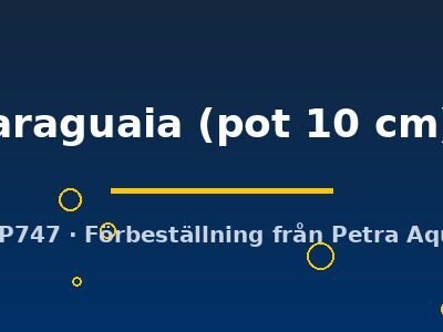Hygrophila araguaia pot10 cm