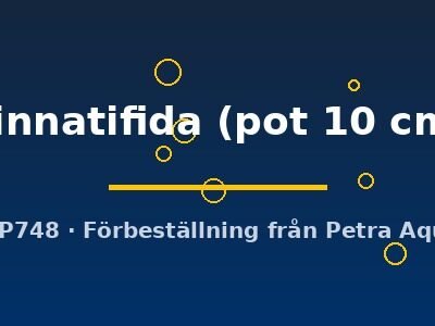 Hygrophila pinnatifida pot10 cm