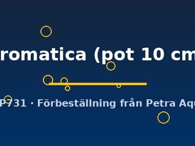 Limnophila aromatica pot10 cm