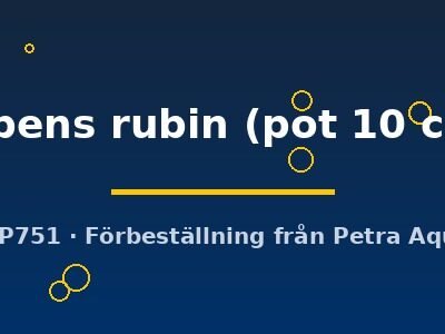 Ludwigia repens rubin pot10 cm