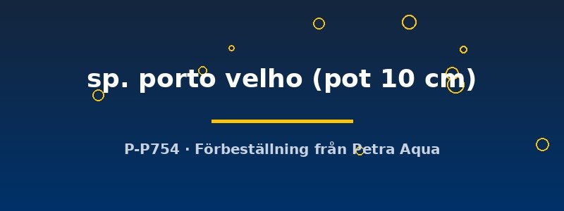 petra-ph2-183048 Staurogyne sp. porto velho pot10 cm