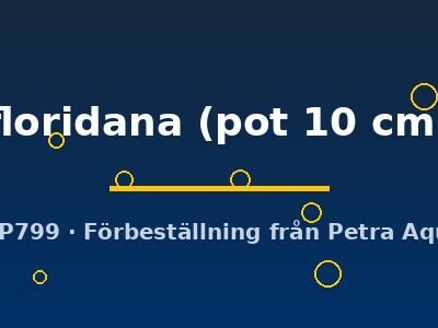 Utricularia floridana pot10 cm