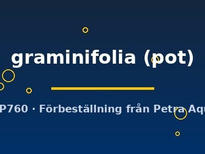 graminifolia (pot)