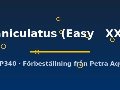 paniculatus (Easy   XXL)